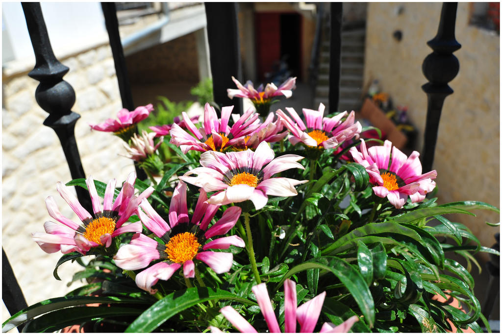 Apartments Cvita Bibinje Δωμάτιο φωτογραφία
